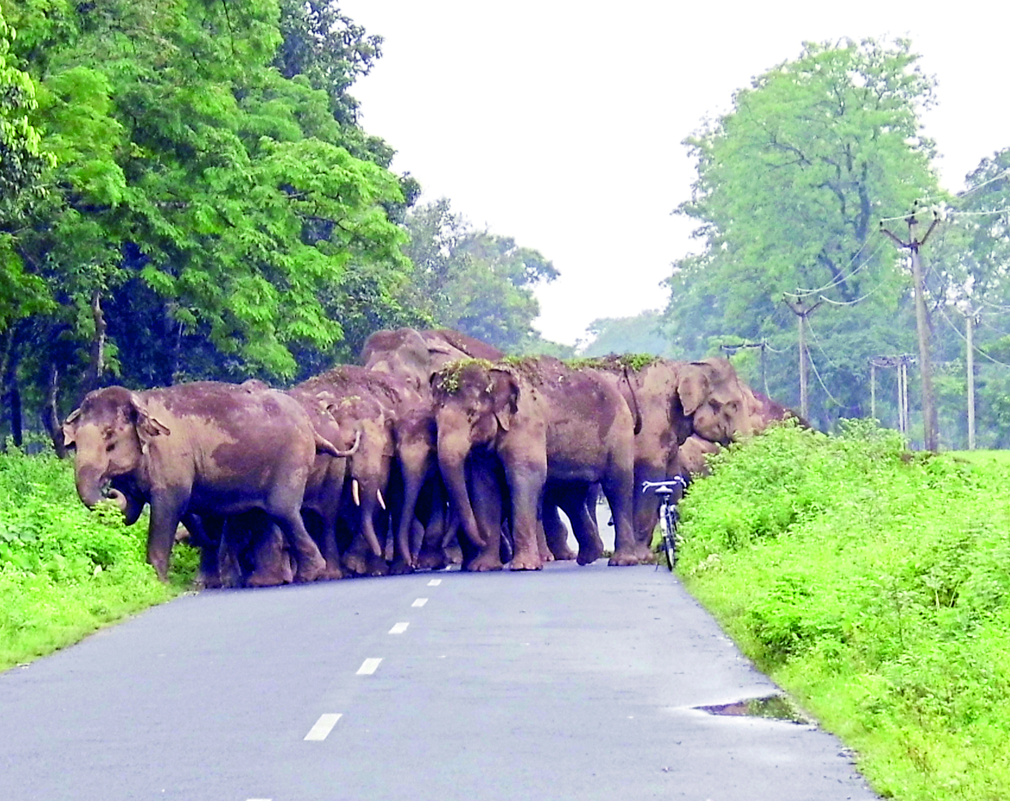 authorities-mulling-over-initiative-to-track-elephant-herds-in-dooars.jpg