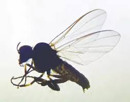 zsi-study-identifies-blood-sucking-fly-in-hills-of-north-bengal-that-can-cause-human-blindness.jpg