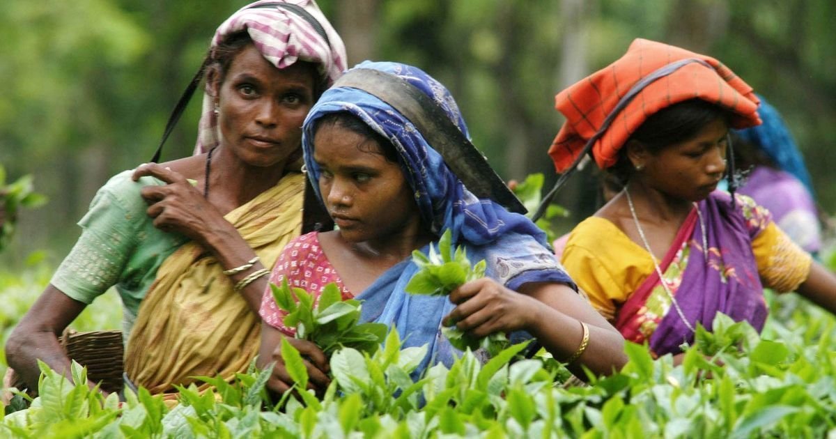assam-government-hikes-daily-wages-for-state-run-tea-garden-workers-to-e282b9250.jpg