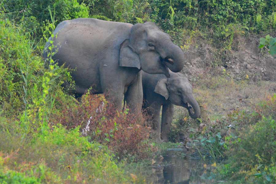 bengal-3-members-of-family-killed-by-wild-elephant-in-kunjanagar-area-in-alipurduar-district.jpg