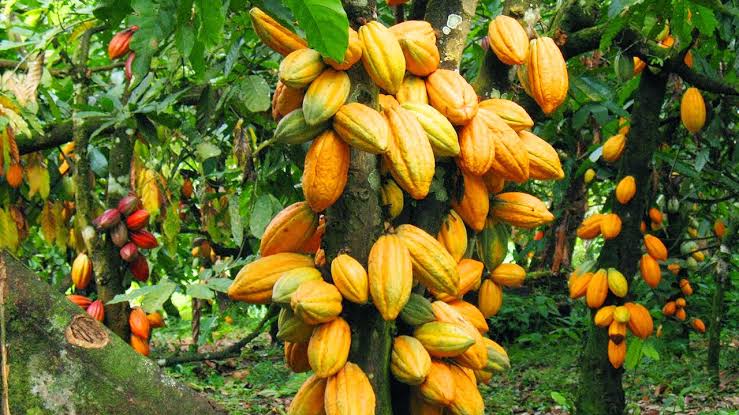 fec-approves-bill-to-establish-cocoa-management-board.jpg