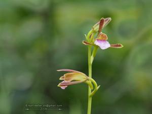 two-rare-plants-found-in-sikkim-one-reported-for-the-first-time-in-india.jpg