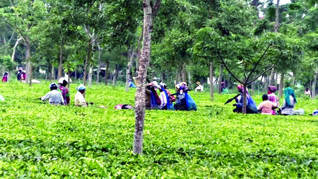 industry-seeks-urgent-pesticide-approval-tea-gardens-in-dooars-hit-by-bacterial-blight.jpg