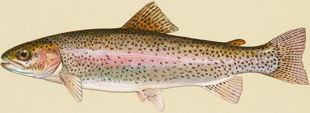 a-himalayan-treasure-on-the-plate-the-story-of-the-rainbow-trout-in-bengal.jpg