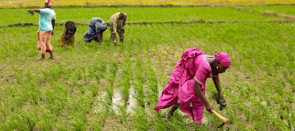 african-development-fund-supports-climate-resilient-rice-value-chains-across-west-africa.jpg