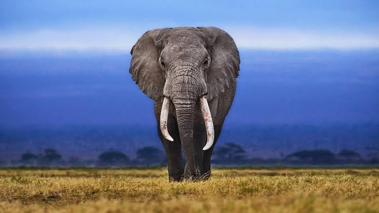 breaking-elephant-kills-farmer-in-ogun-community.jpg