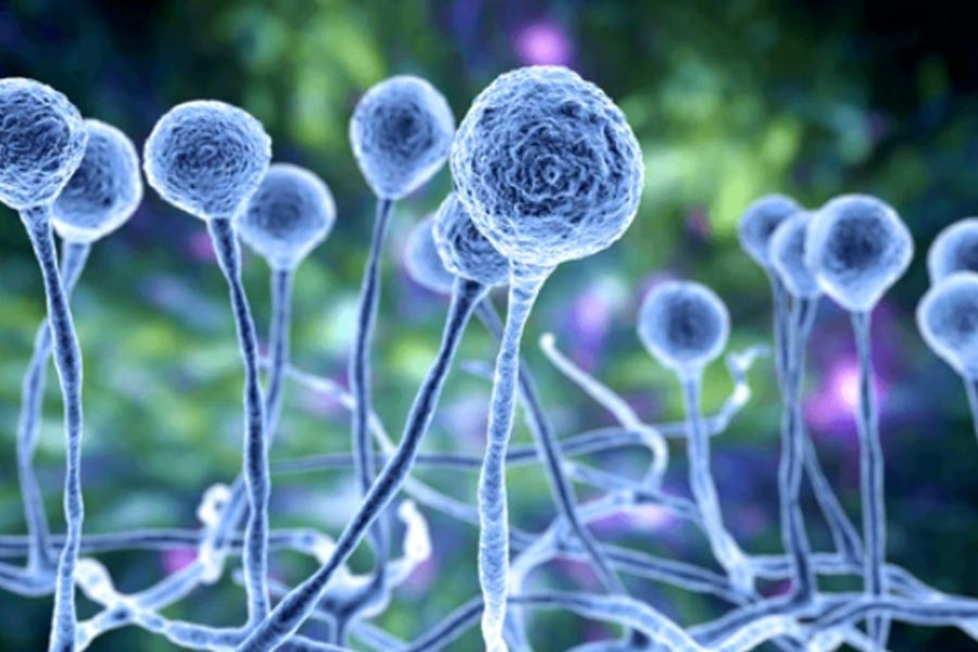 icmr-study-reveals-long-term-health-effects-faced-by-mucormycosis-survivors-post-covid.jpg