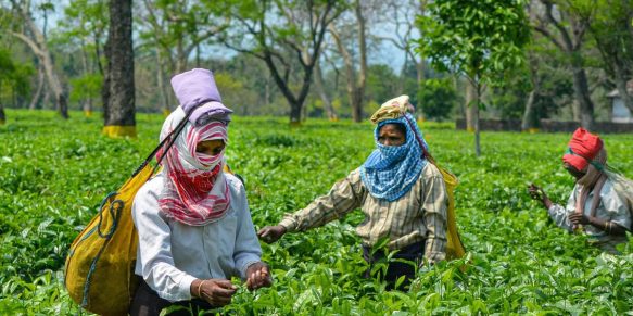 joint-effort-of-centre-and-state-needed-to-resolve-tea-workers-crisis-state-bjp-president.jpg