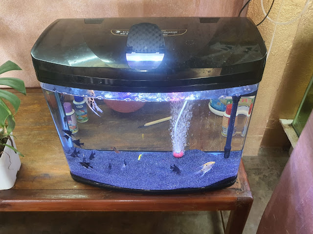 kalimpong-couple-pioneers-sustainable-aquaponics-venture-earns-over-e282b93-lakhs-in-six-months.jpg