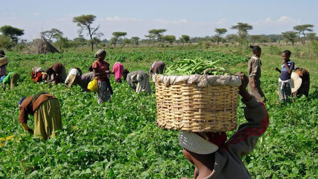 abuja-farmers-decry-rising-cost-of-fertilisers-agrochemicals.jpg