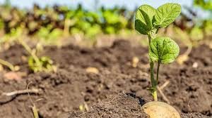 egypt-begins-export-of-high-tech-potato-seeds-to-uzbekistan.jpg