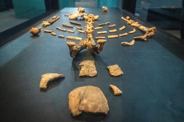 ethiopia-fossil-discovery-shows-early-humans-coexisted.jpg