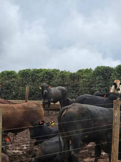 governor-sheriff-oborevwori-seeks-agricultural-transformation-through-strategic-partnership-with-brazilian-farmers-1.jpg