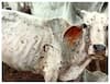 lumpy-disease-outbreak-in-latur-32-cattle-dead-in-one-month.jpg