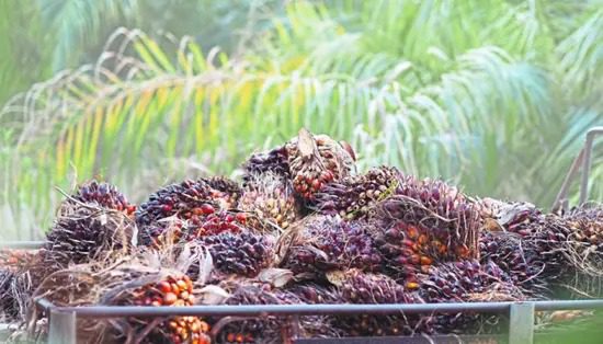 malaysias-palm-oil-reserves-seen-staying-high-as-production-peaks.jpg