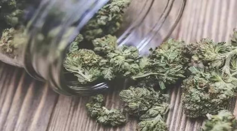 marijuana-worth-nearly-rs-25-crore-seized-at-delhi-airport-customs.jpg