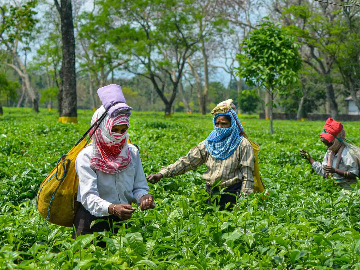 nearly-rs-10-cr-pf-dues-pending-in-4-tea-gardens-under-centre-in-bengal.jpg