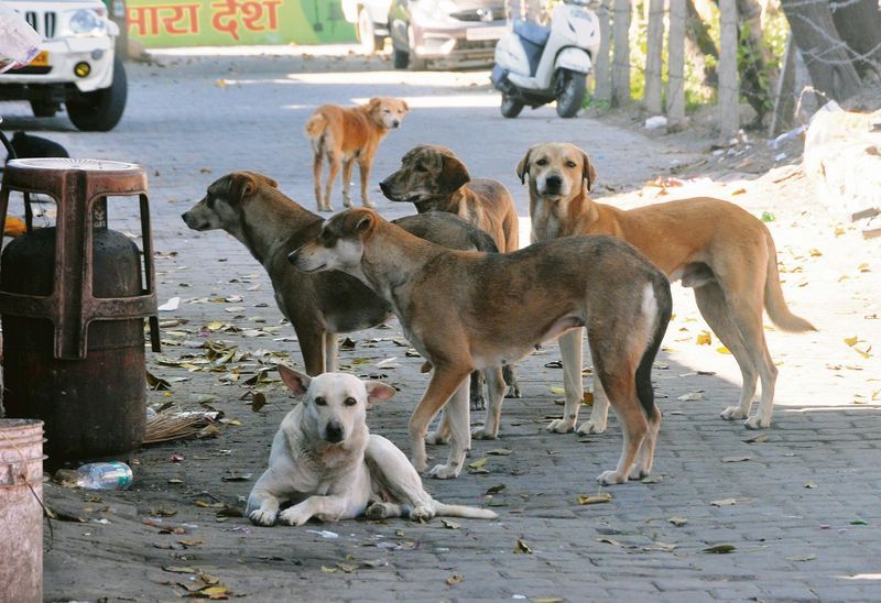 stray-dogs-row-sc-to-deliver-order-on-august-22.jpg