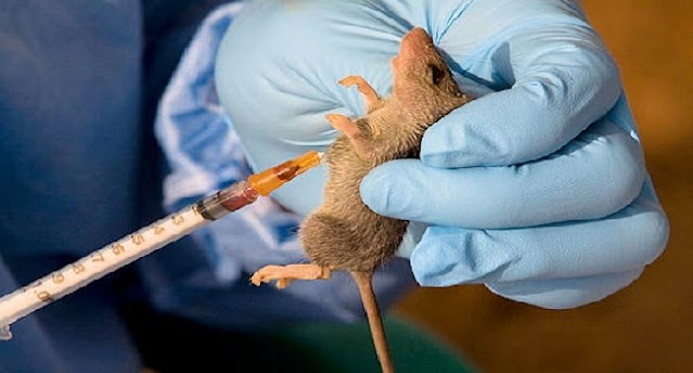 west-africa-continues-study-on-lassa-fever-malaria-coinfection.jpg