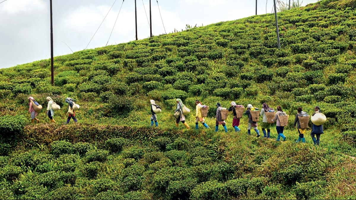 assam-bengal-tea-industry-in-distress-ita-calls-for-immediate-intervention.jpg