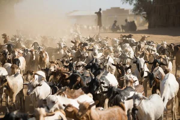 jigawa-state-police-command-intensifies-crackdown-on-cattle-theft-and-vandalism.jpg
