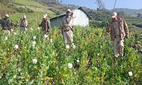 manipur-govt-asks-officials-to-remain-alert-to-check-poppy-cultivation.jpg
