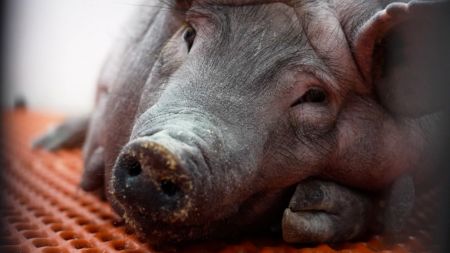 pig-heads-found-outside-multiple-paris-mosques-sparking-outrage-and-investigation.jpg